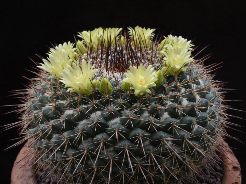 Mammillaria cobrensis LAU 1135