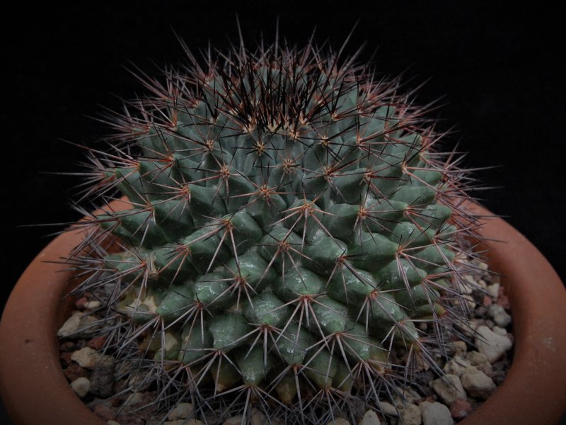 Mammillaria sonorensis REP 829