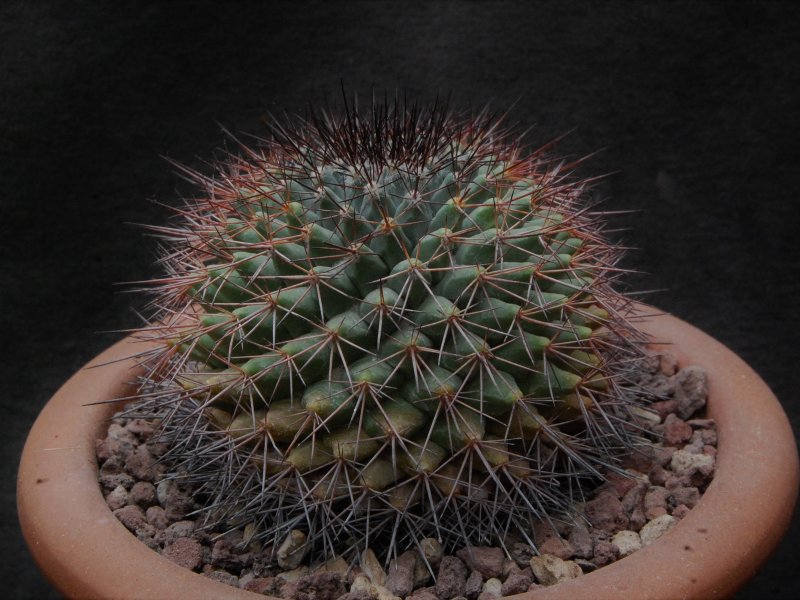 Mammillaria bocensis v. movasana REP 829