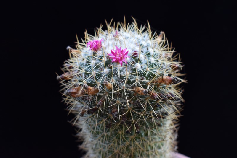 Mammillaria odieriana REP 1172