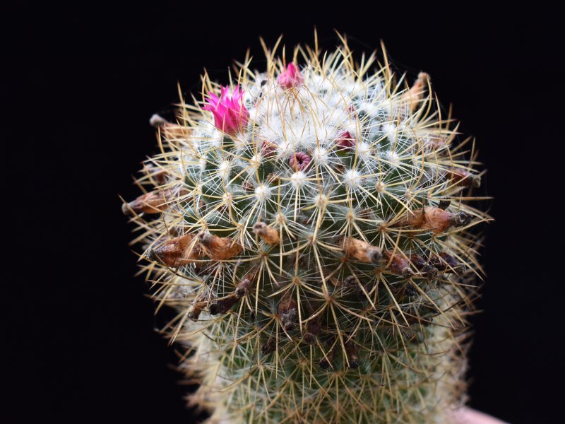 Mammillaria odieriana REP 1172