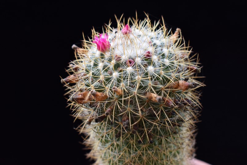 Mammillaria odieriana REP 1172