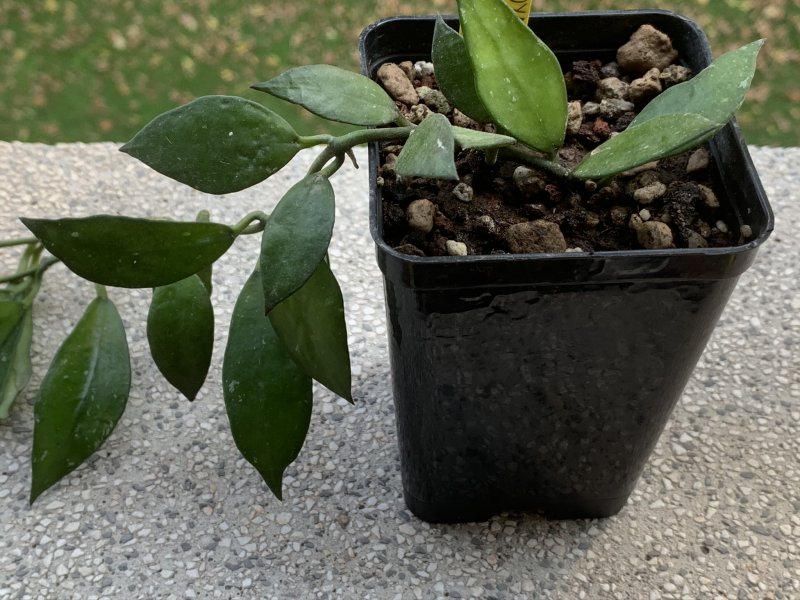 Hoya lacunosa 