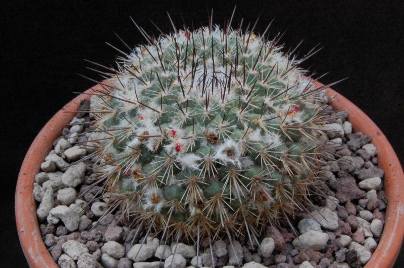 Mammillaria cobrensis f. rubriflora 