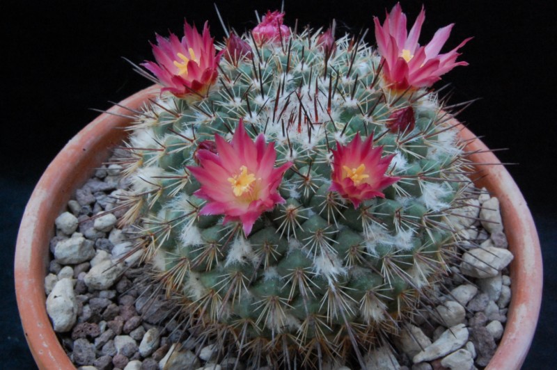 Mammillaria cobrensis f. rubriflora 