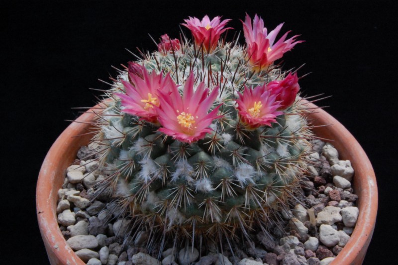 Mammillaria cobrensis f. rubriflora 