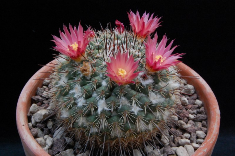 Mammillaria cobrensis f. rubriflora 