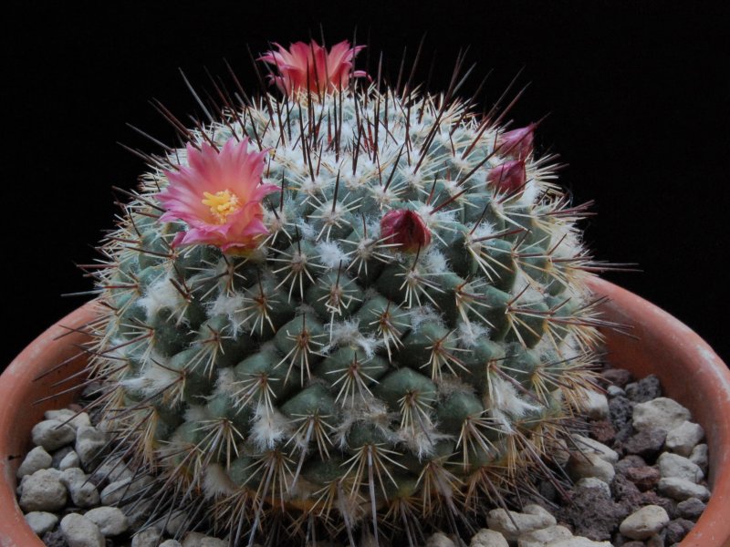 Mammillaria cobrensis f. rubriflora 