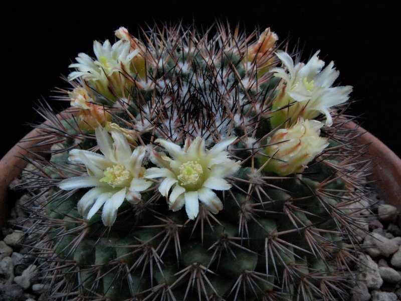 mammillaria neoschwarzeana