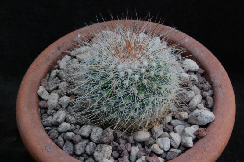 Mammillaria nunezii HO 267