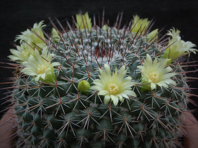 Mammillaria cobrensis 