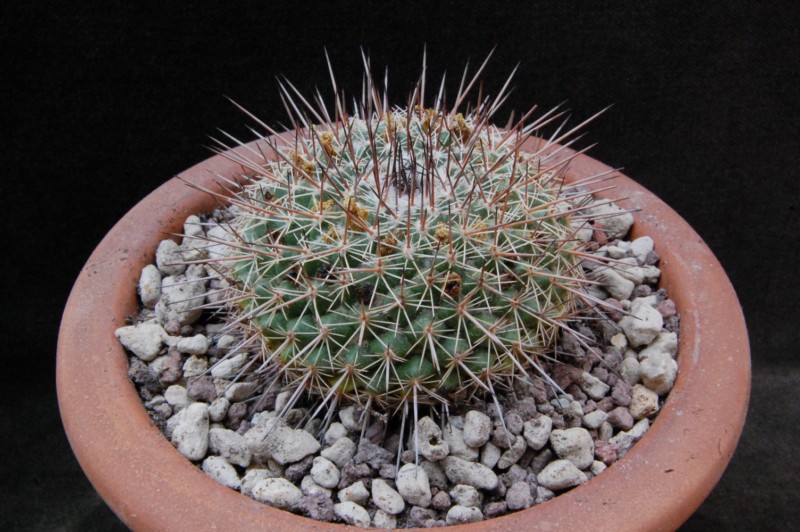 Mammillaria cobrensis 