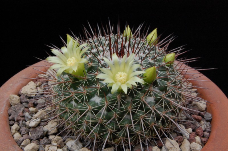 Mammillaria cobrensis 