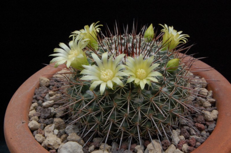 Mammillaria cobrensis 