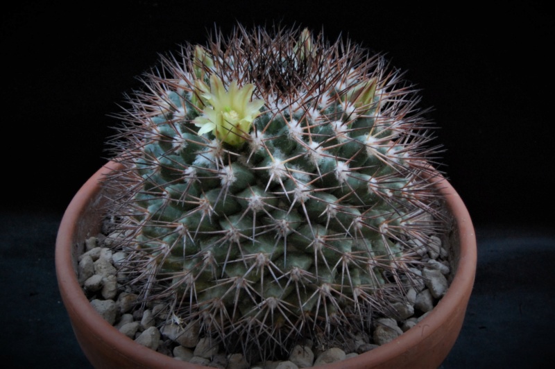 Mammillaria bocensis v. rubida 