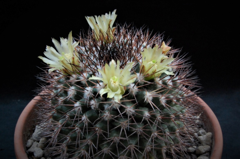 Mammillaria bocensis v. rubida 