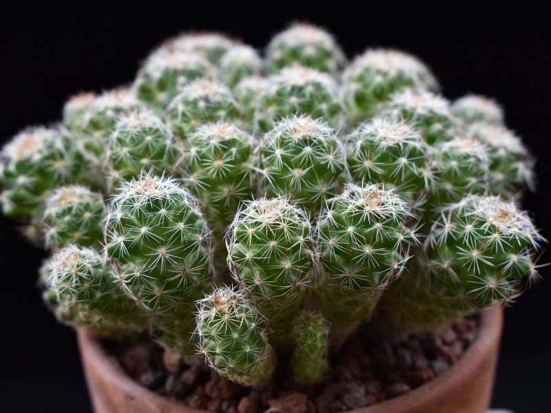 Mammillaria vetula ssp. gracilis f. pulchella 