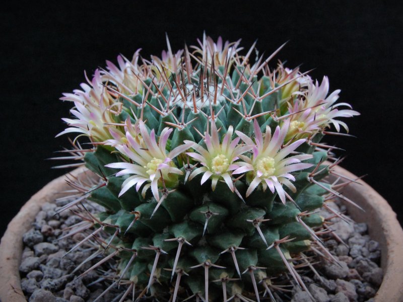 Mammillaria carnea REP 1628