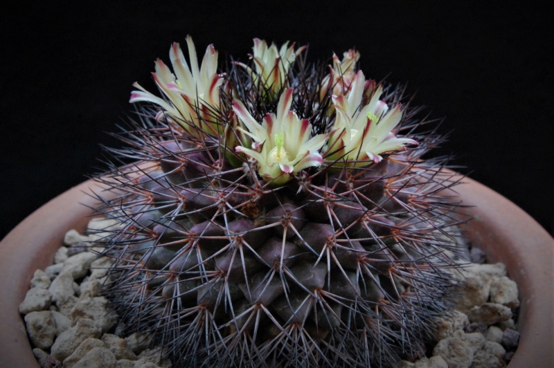 mammillaria bocensis v. rubida