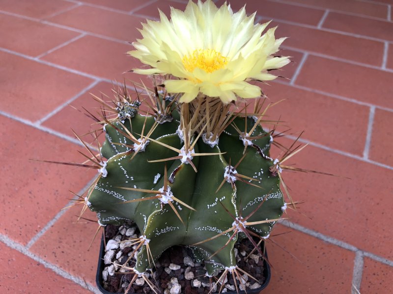 Astrophytum ornatum 