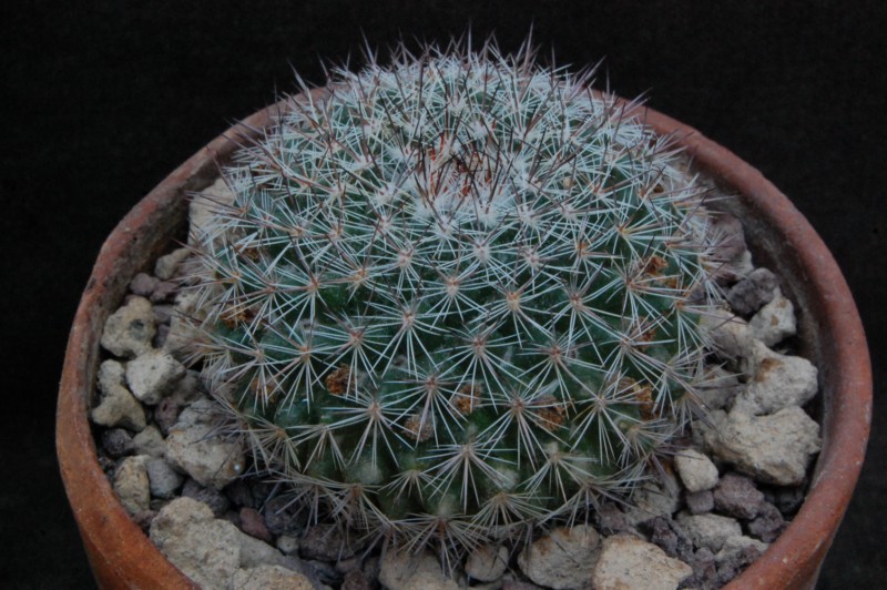 Mammillaria temorisensis 