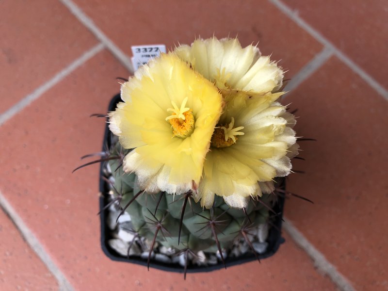 Coryphantha longicornis SB538