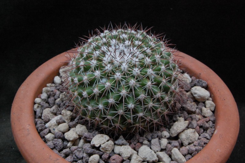 Mammillaria montensis PN 460