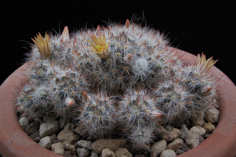 Mammillaria multiceps Christas 60