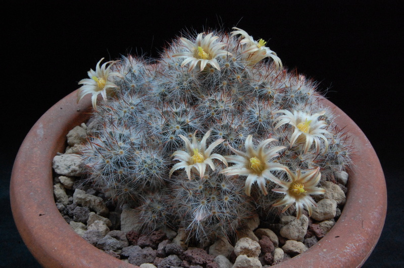 Mammillaria multiceps Christas 60