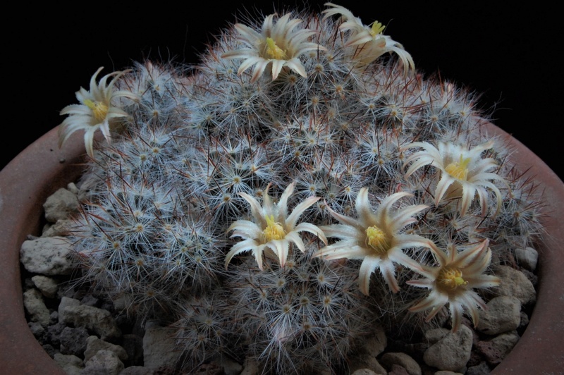 Mammillaria multiceps Christas 60