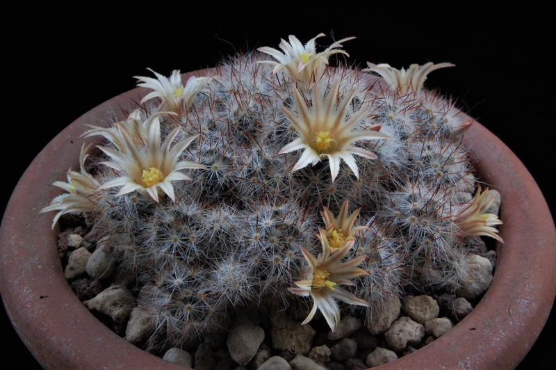 Mammillaria multiceps Christas 60