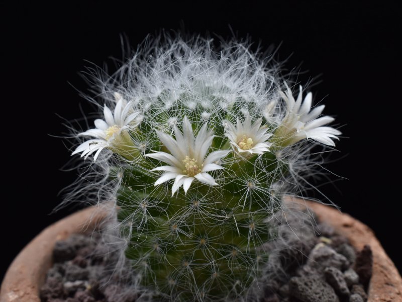 Mammillaria scheinvariana 