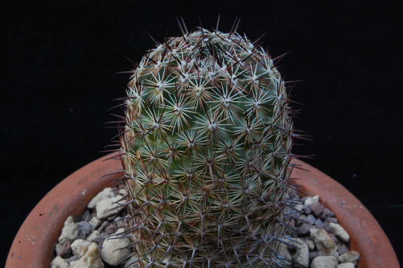 Mammillaria swinglei MBF 182