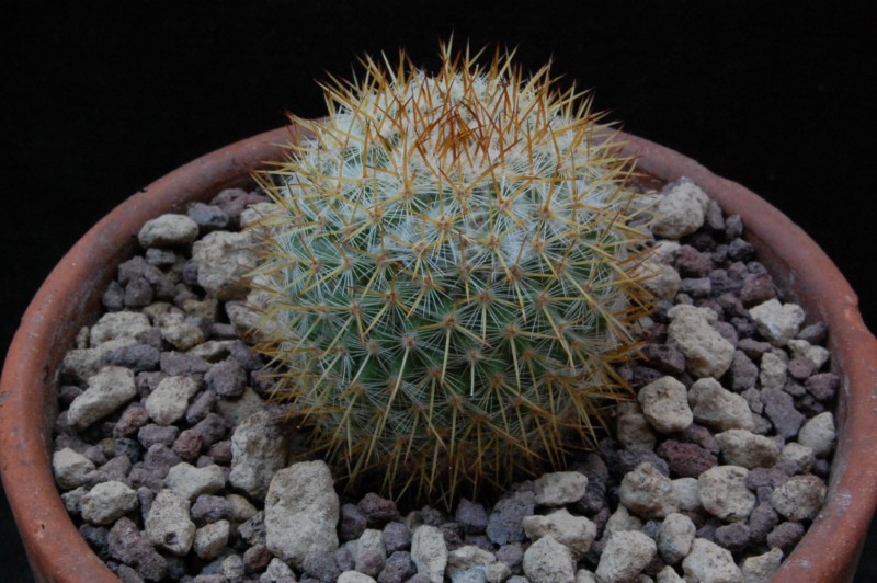 Mammillaria ruestii 