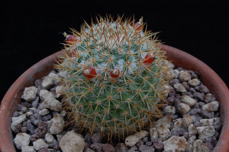 Mammillaria ruestii 