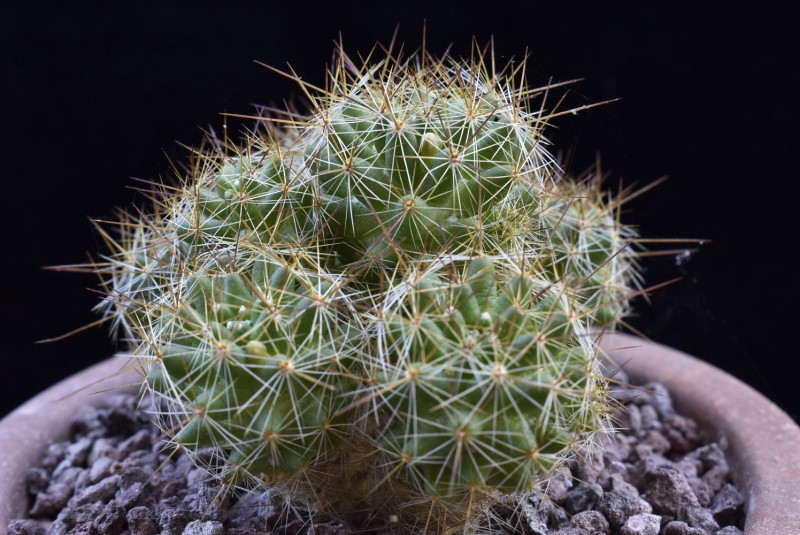 Mammillaria kuentziana forma 