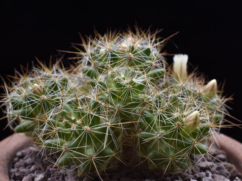 Mammillaria kuentziana f.ma 