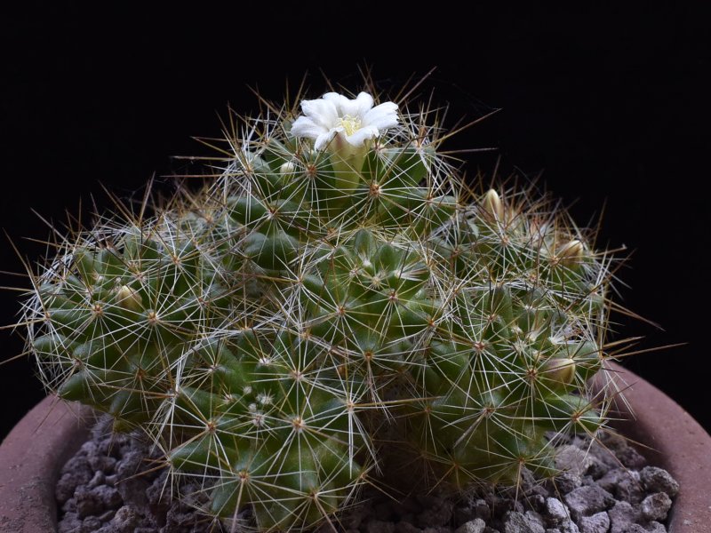 mammillaria kuentziana f.ma