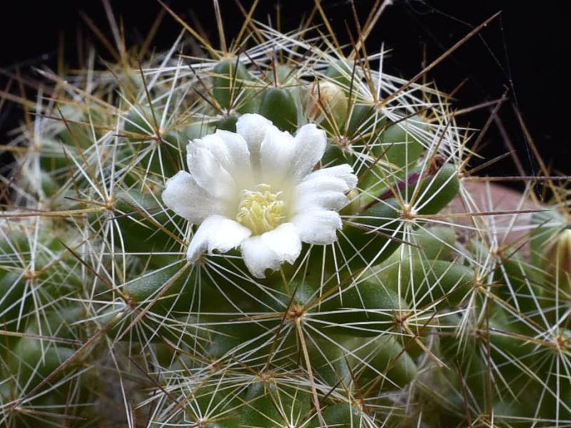 Mammillaria kuentziana forma 