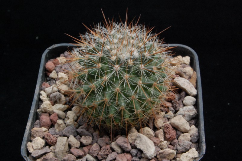 Mammillaria sanjuanensis ML 269