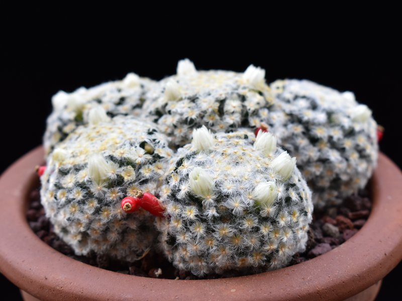 Mammillaria schiedeana f. plumosa 