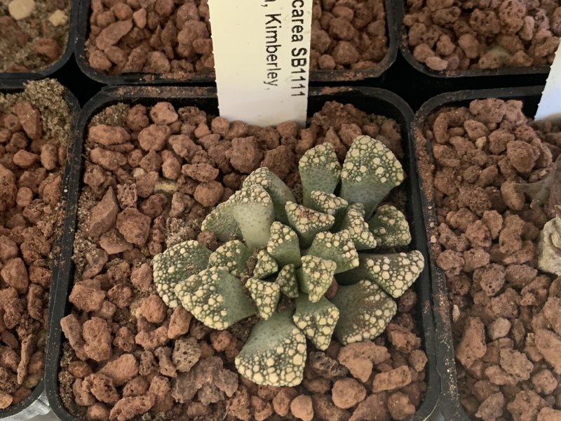 Titanopsis calcarea SB1111