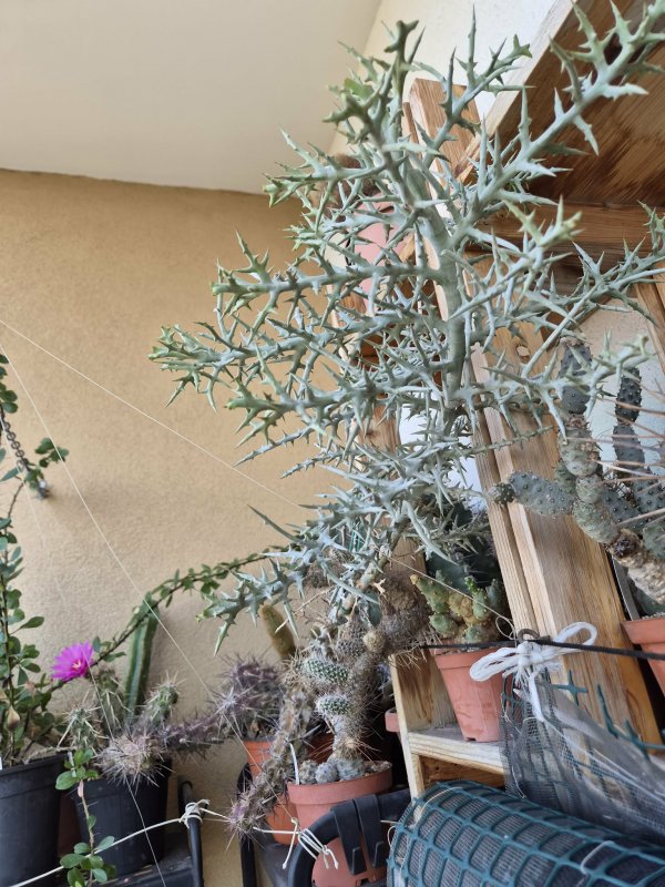 Euphorbia stenoclada 