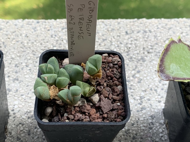 Gibbaeum petrense SB 648