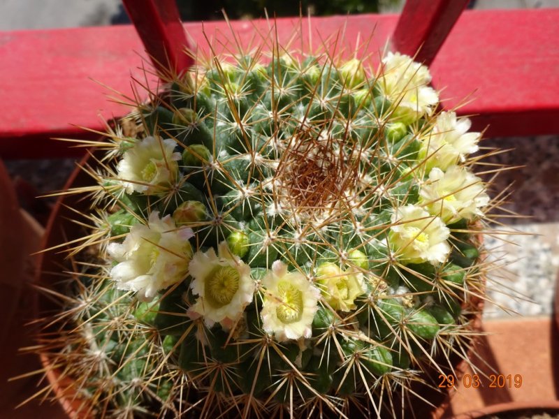 Mammillaria canelensis 