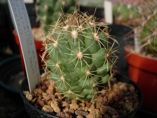 Thelocactus leucacanthus ssp. schmollii SB 579