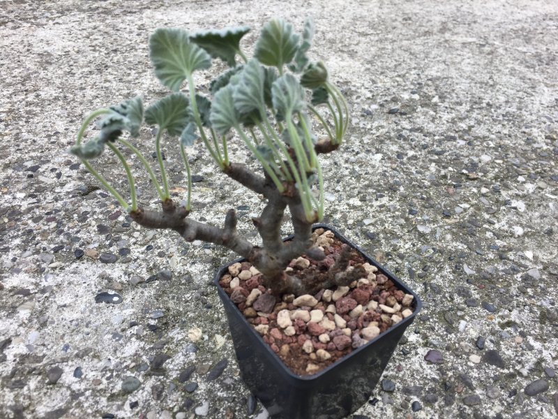 Pelargonium mirabile 