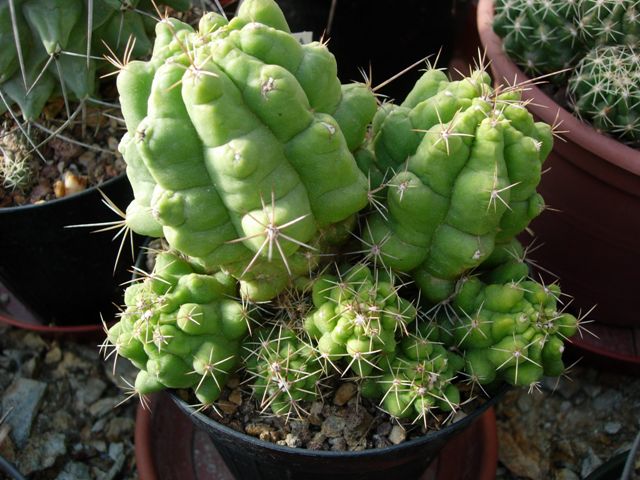 thelocactus leucacanthus f. krainzianus