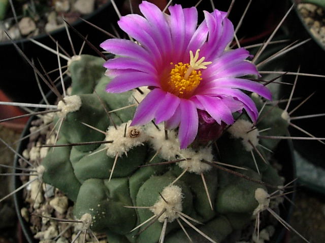 thelocactus rinconensis ssp. freudenbergeri csd173