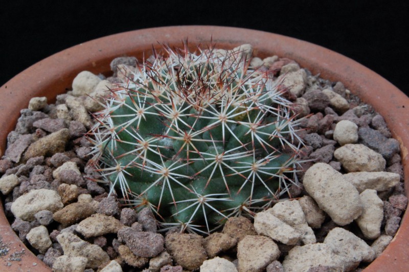 Mammillaria johnstonii MH 43/90